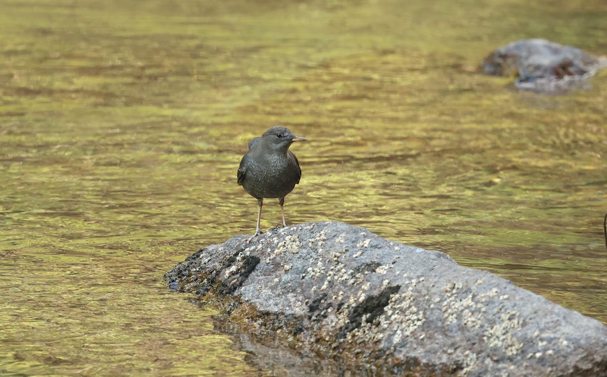 American Dipper - ML642299911