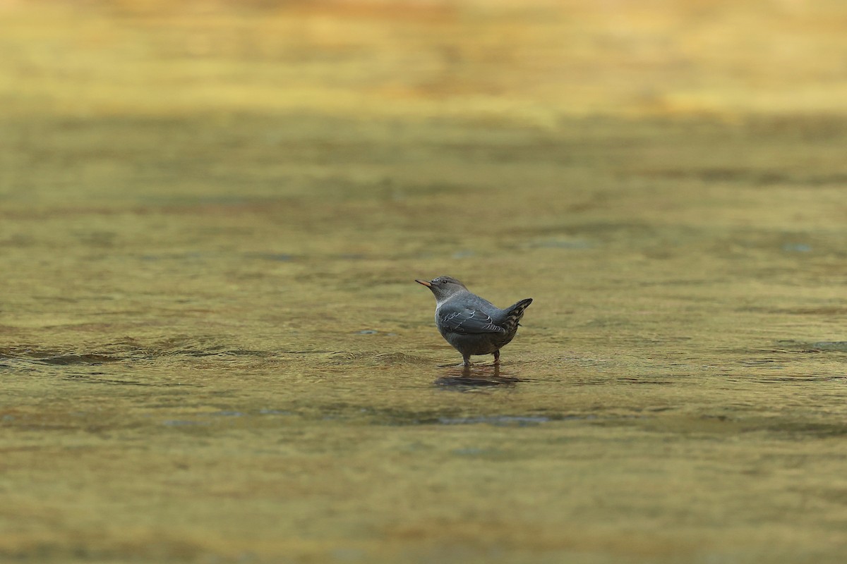 American Dipper - ML642299912