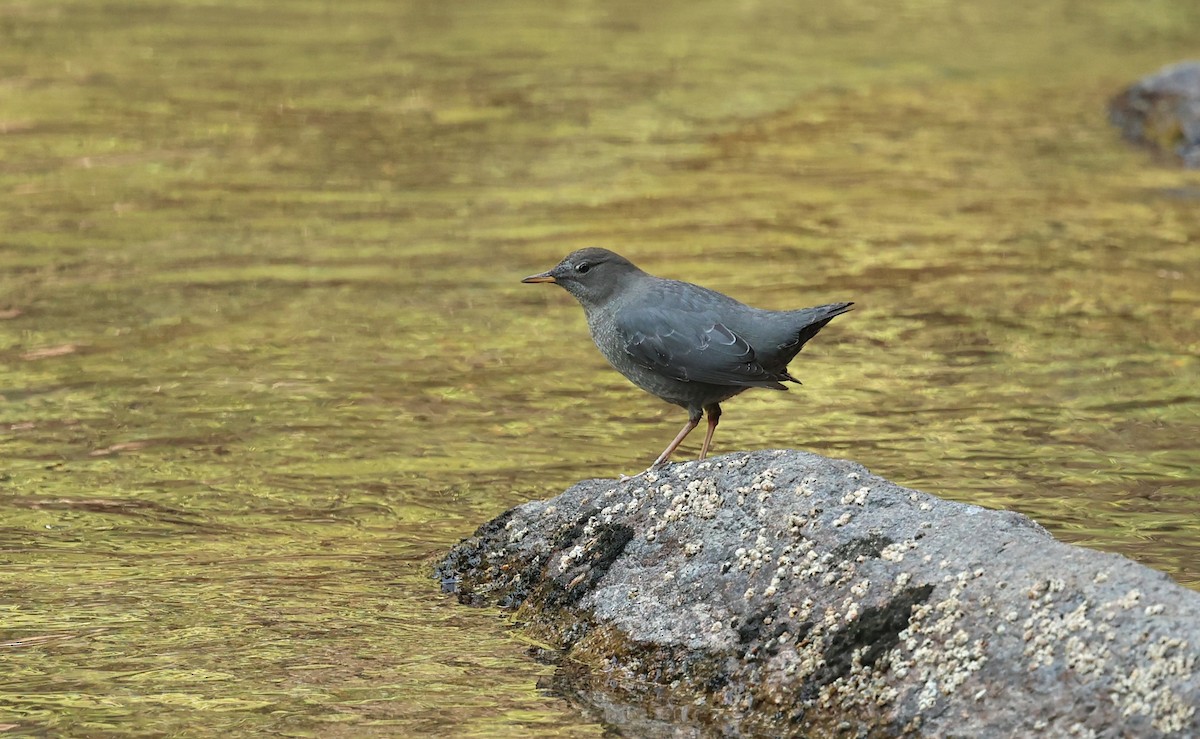 American Dipper - ML642299913