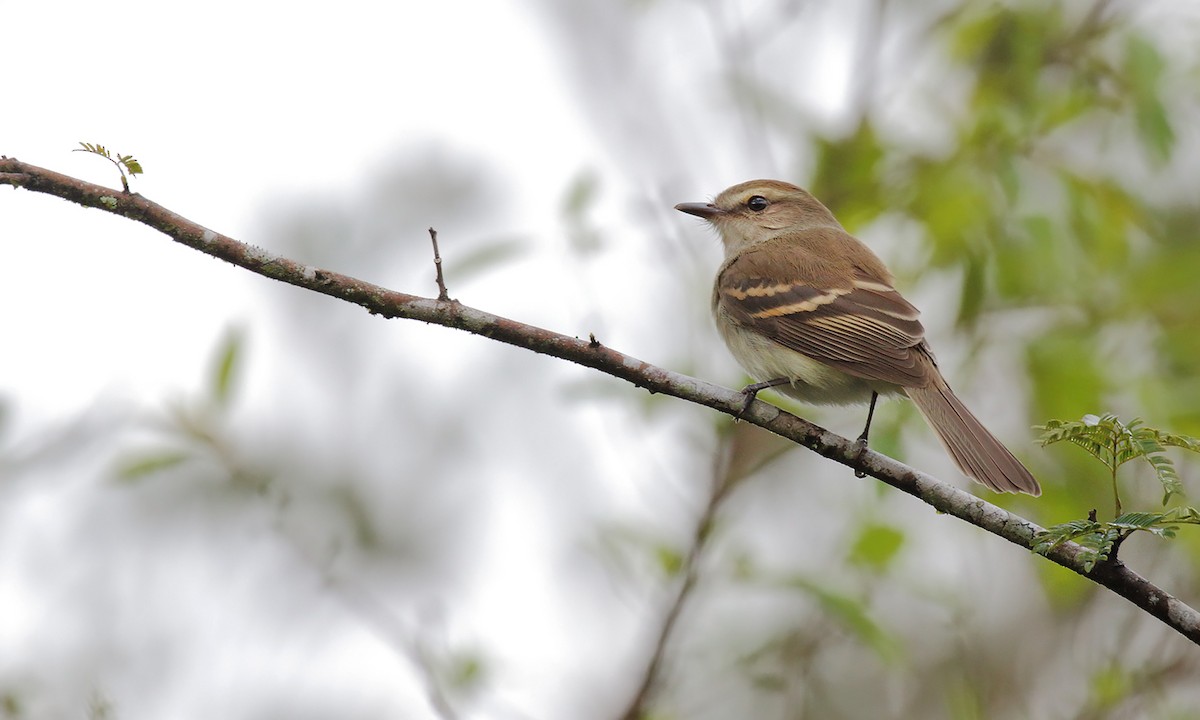Fuscous Flycatcher - ML642299914