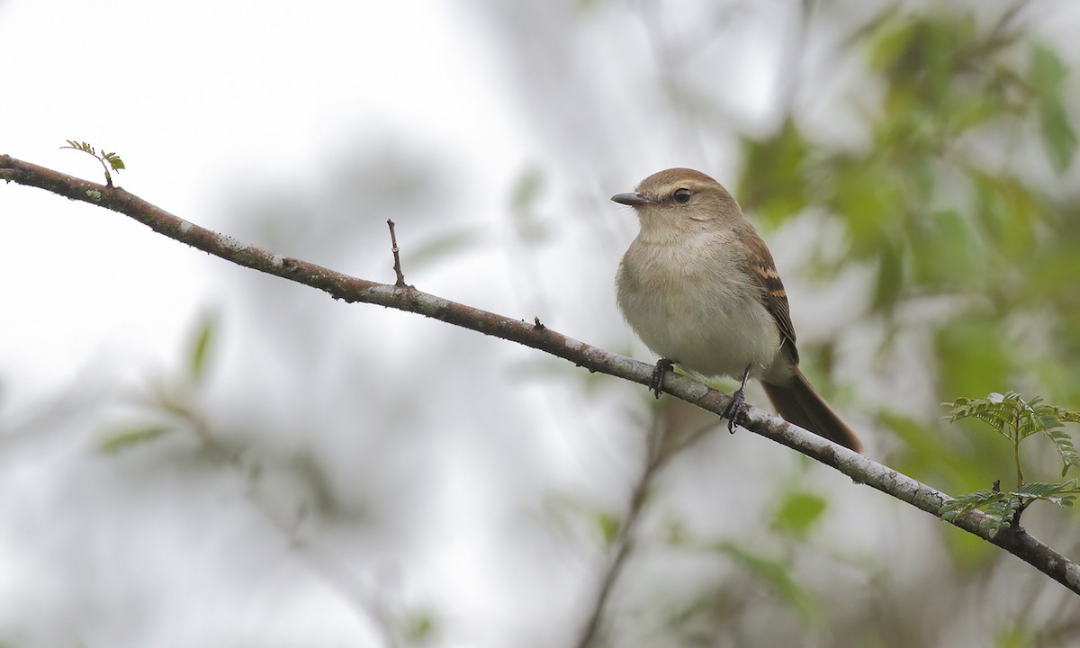 Fuscous Flycatcher - ML642299915