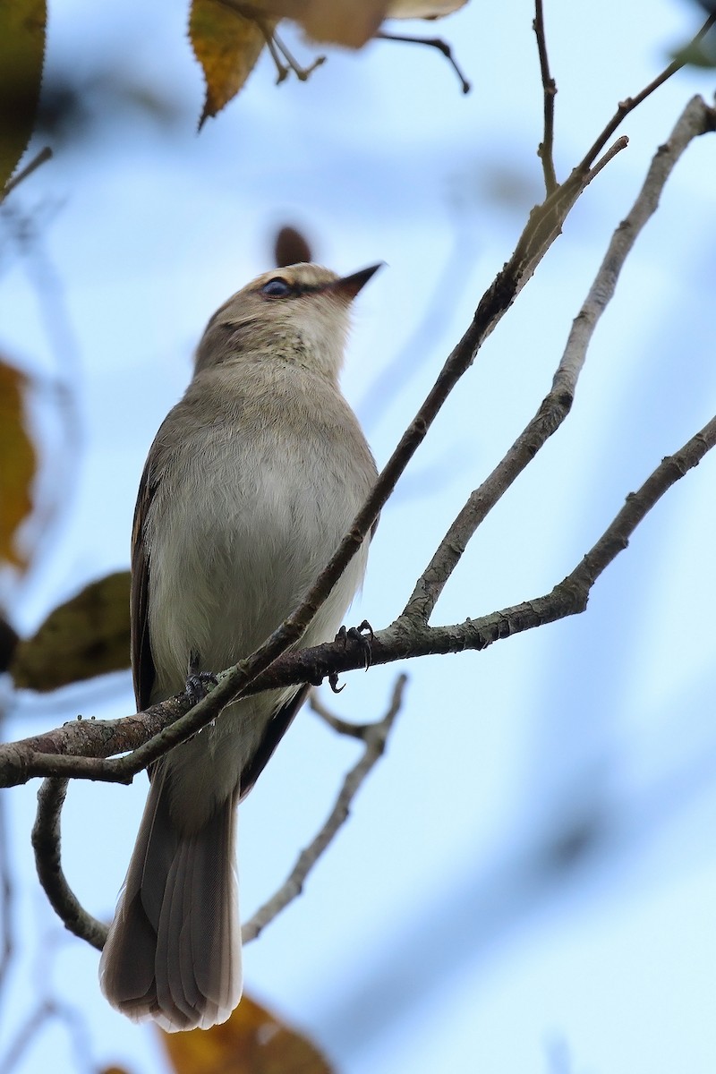 Fuscous Flycatcher - ML642299916