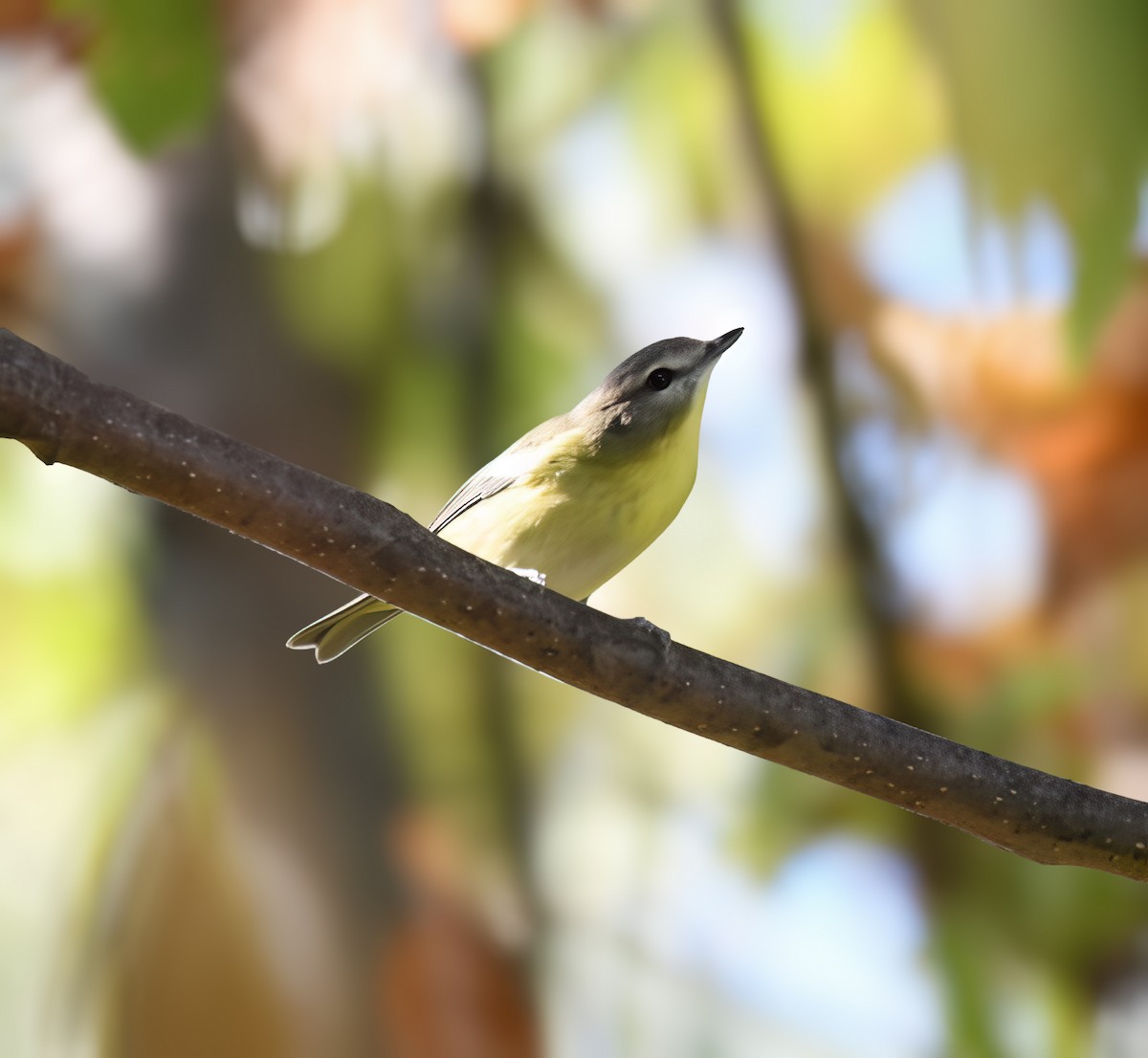Philadelphia Vireo - ML642299918