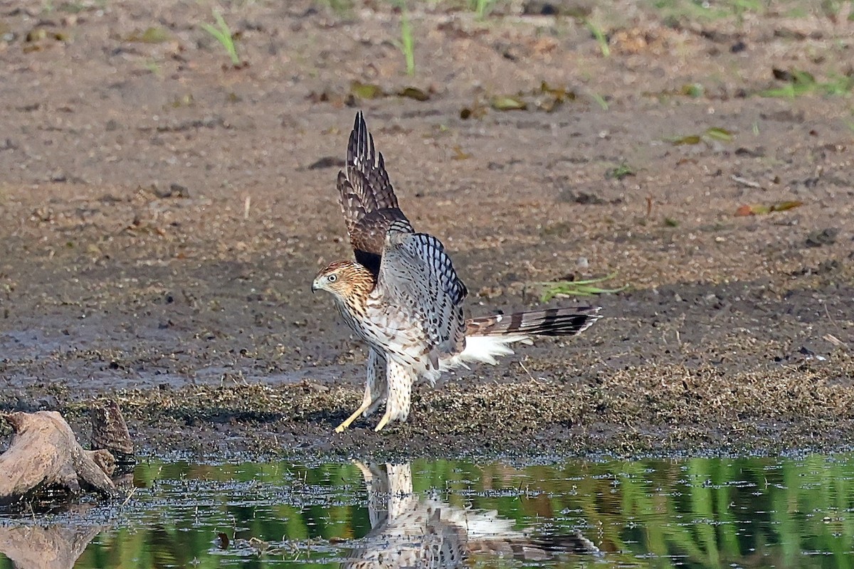 Cooper's Hawk - ML642299958