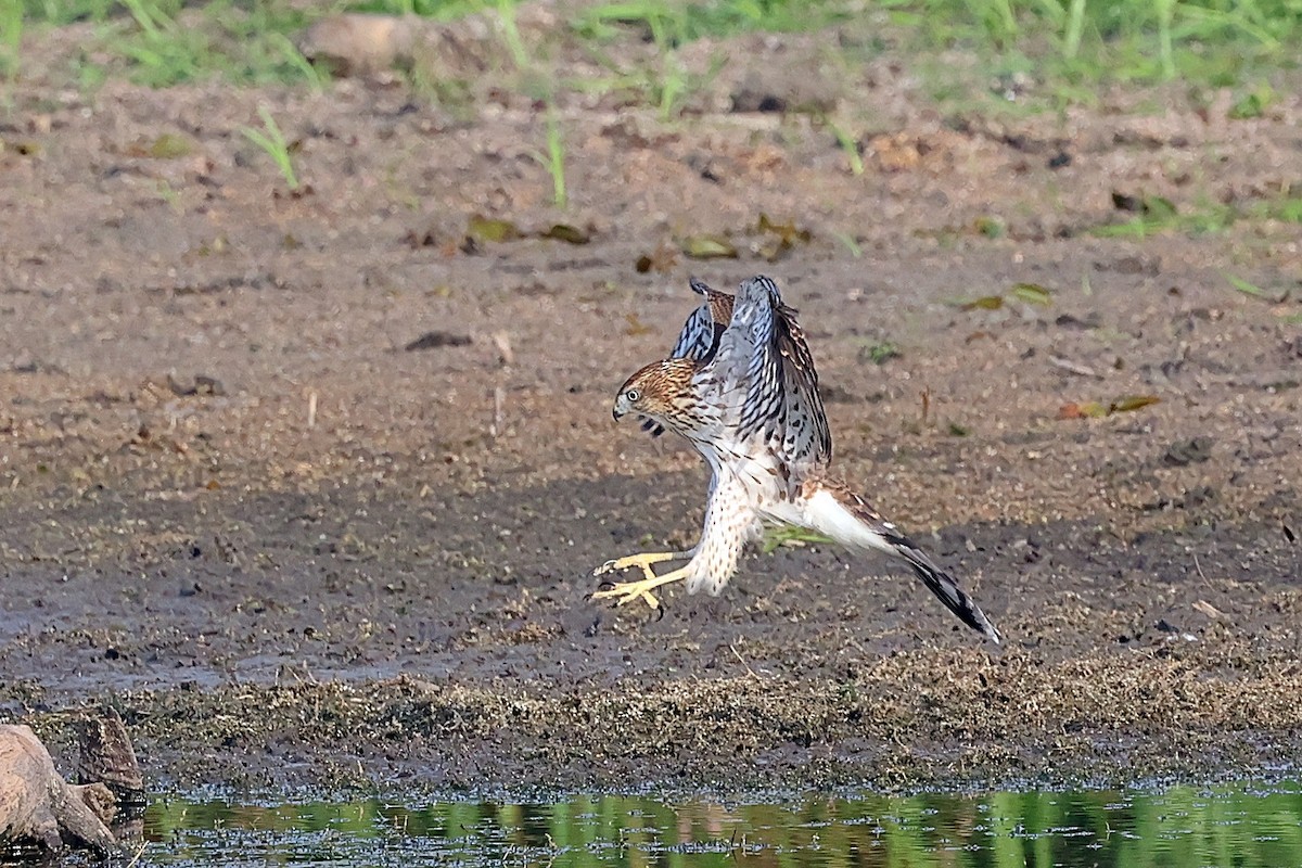 Cooper's Hawk - ML642299959