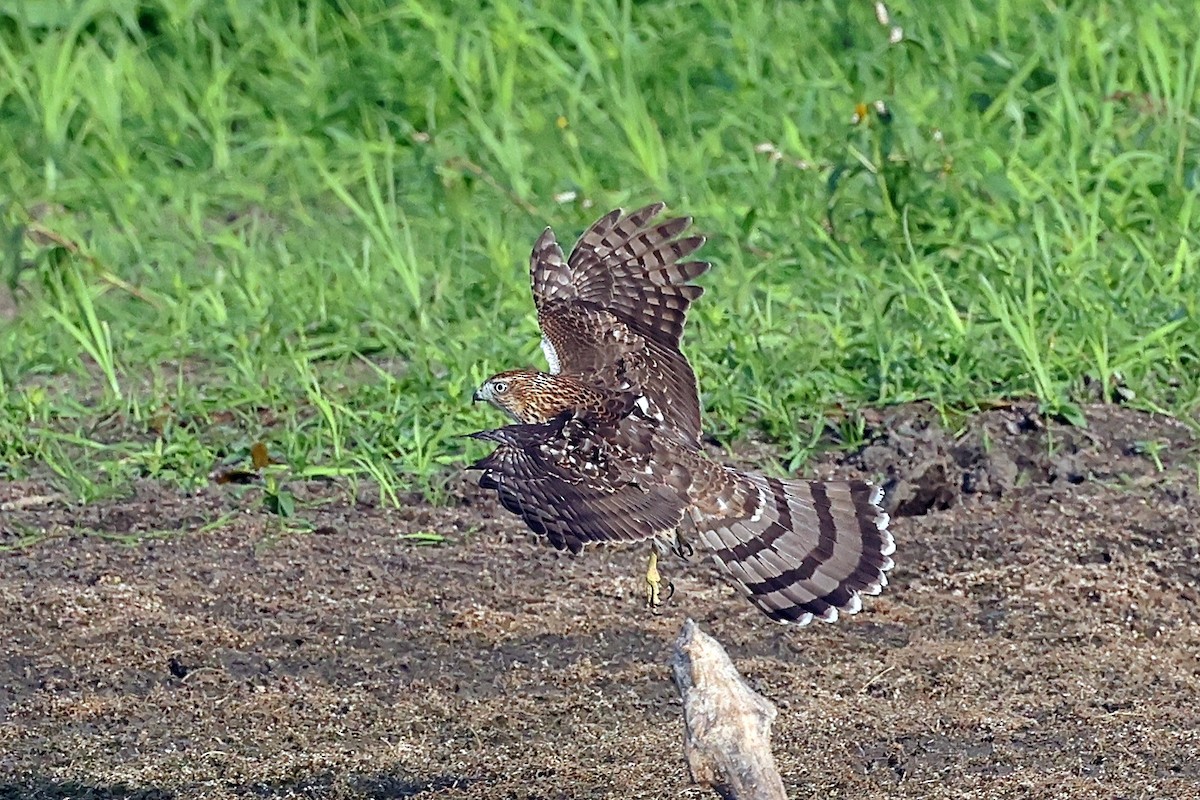 Cooper's Hawk - ML642299960