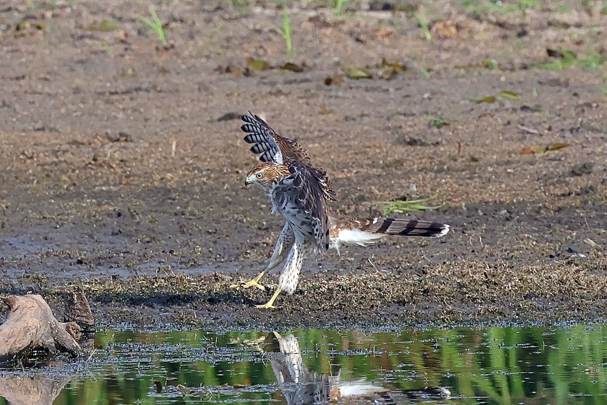 Cooper's Hawk - ML642299961