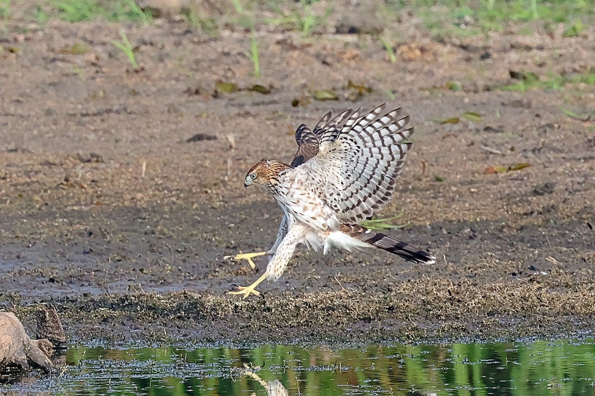 Cooper's Hawk - ML642299962