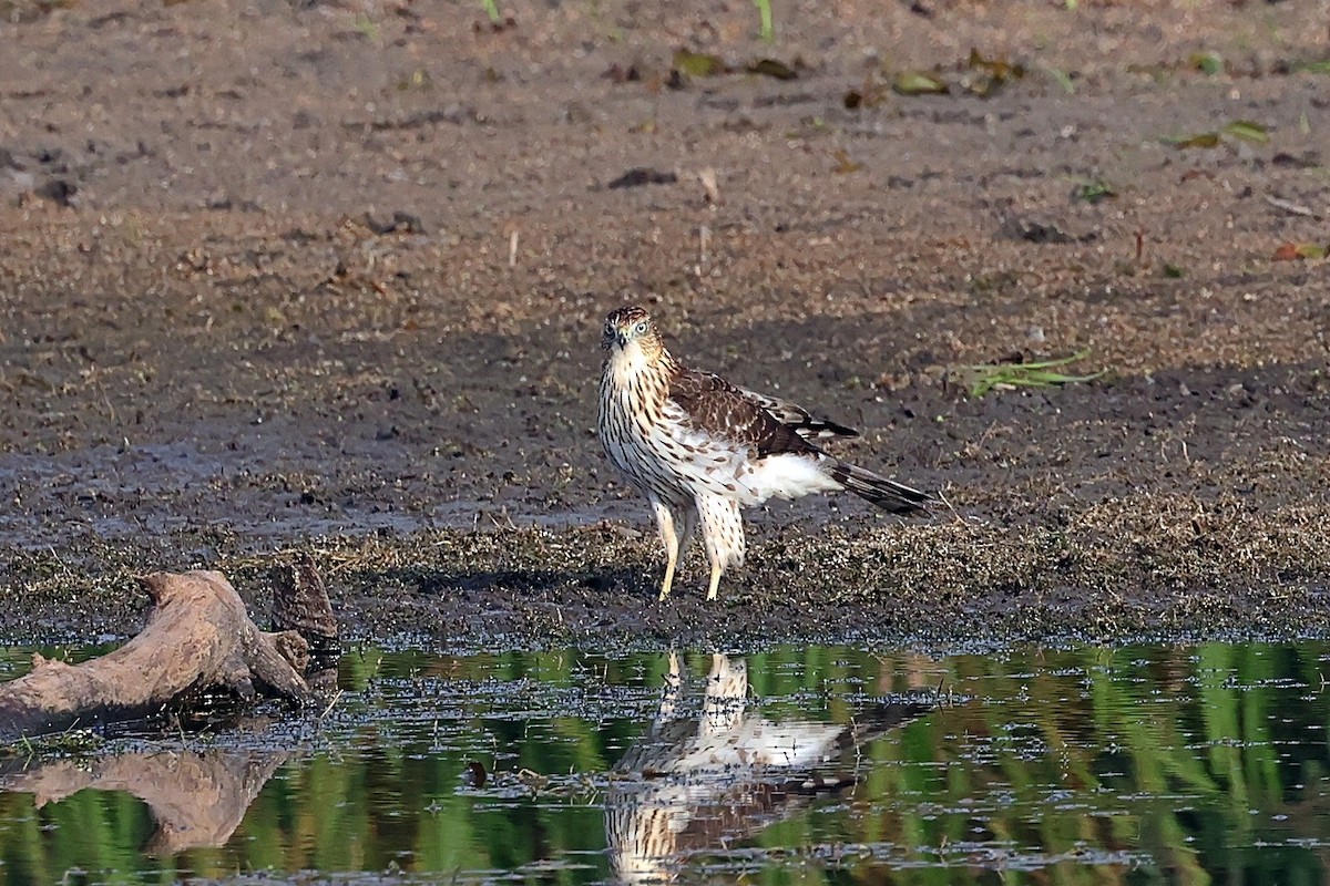 Cooper's Hawk - ML642299963
