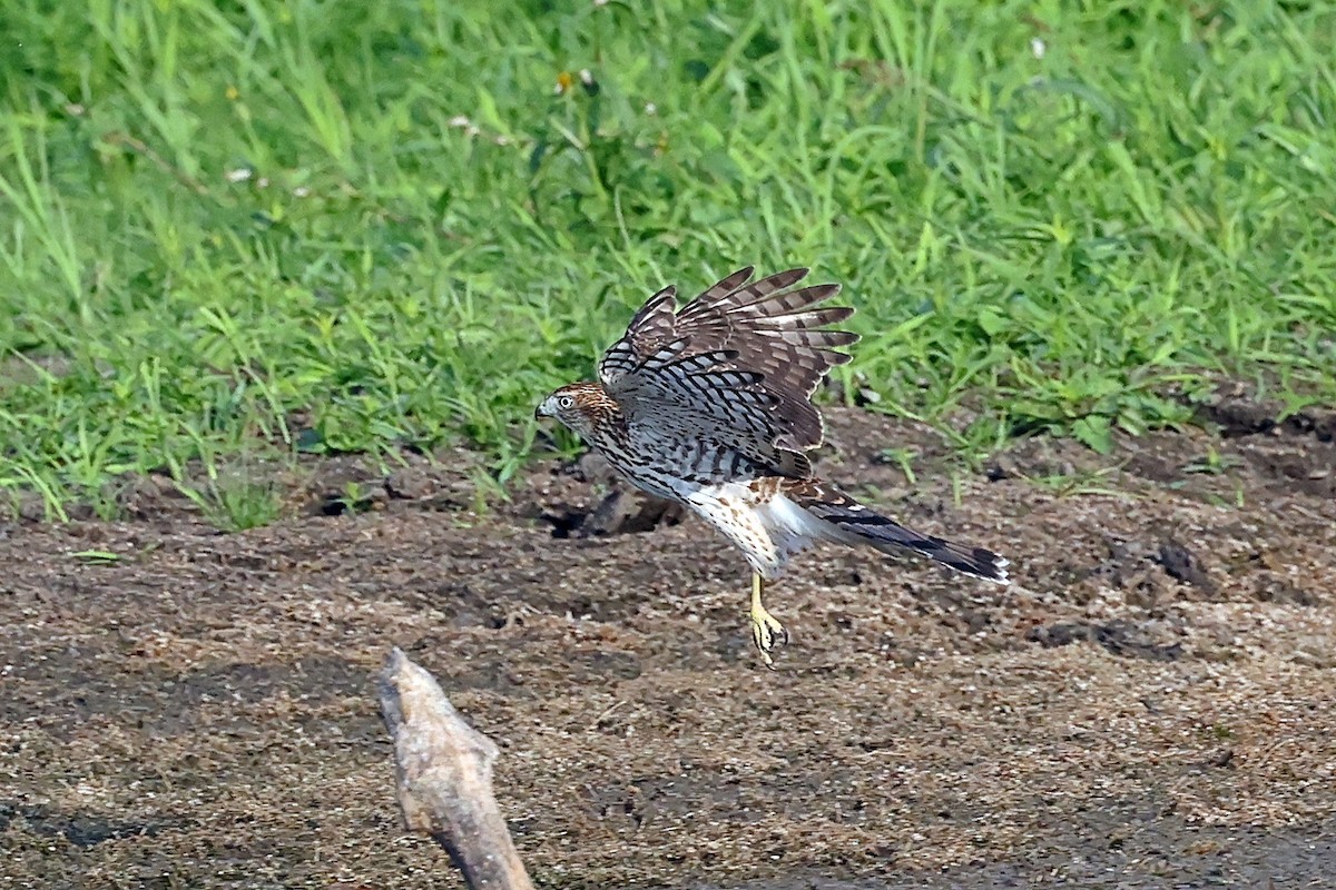 Cooper's Hawk - ML642299964