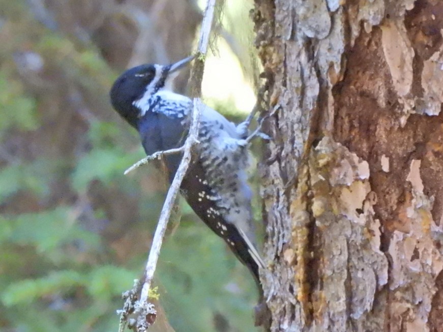 Black-backed Woodpecker - ML642299968