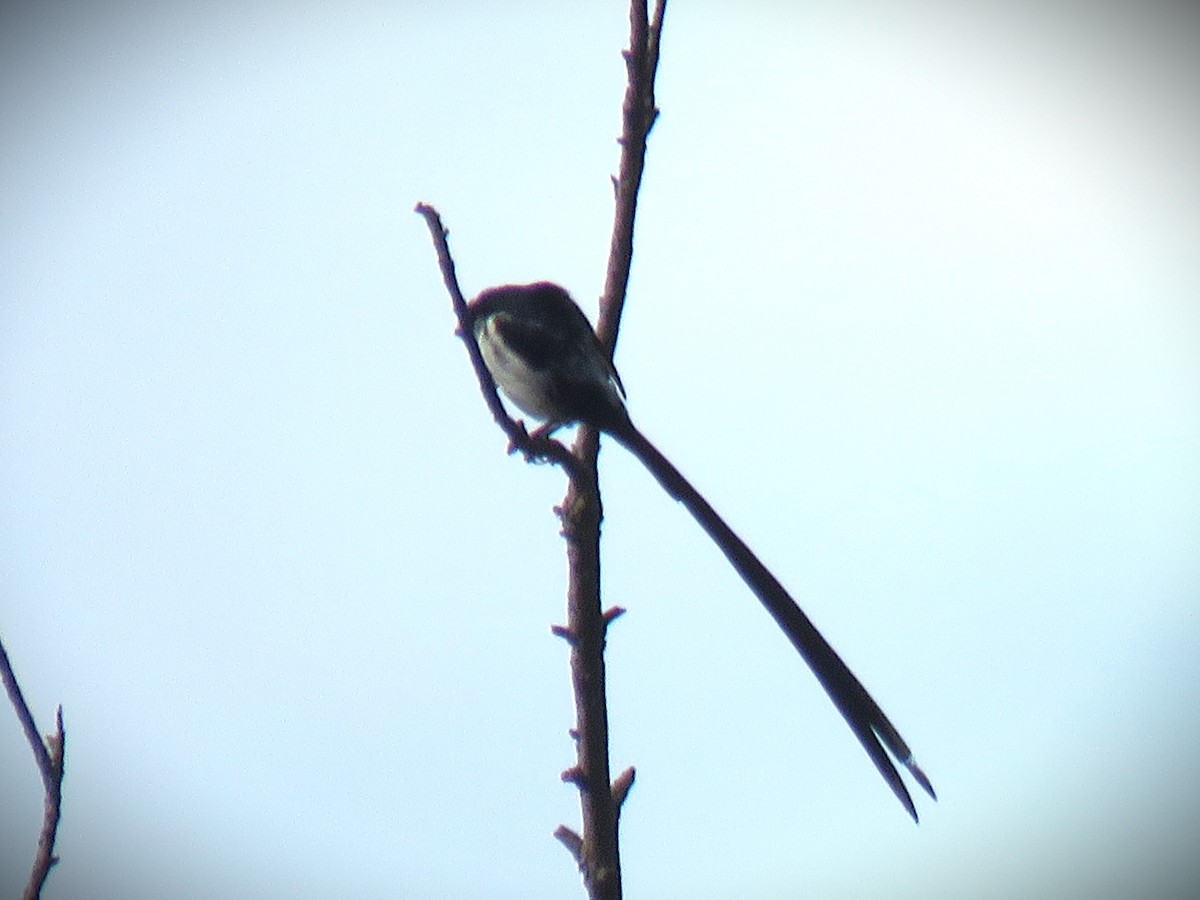 Pin-tailed Whydah - ML642299972