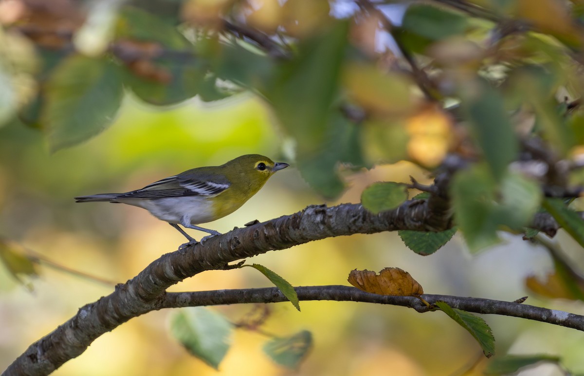 Viréo à gorge jaune - ML642299994