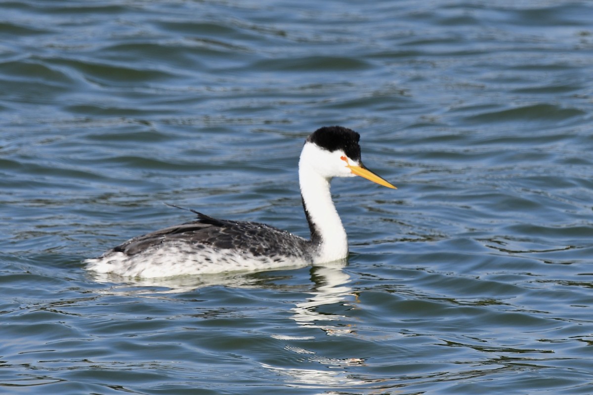 Clark's Grebe - ML642300005