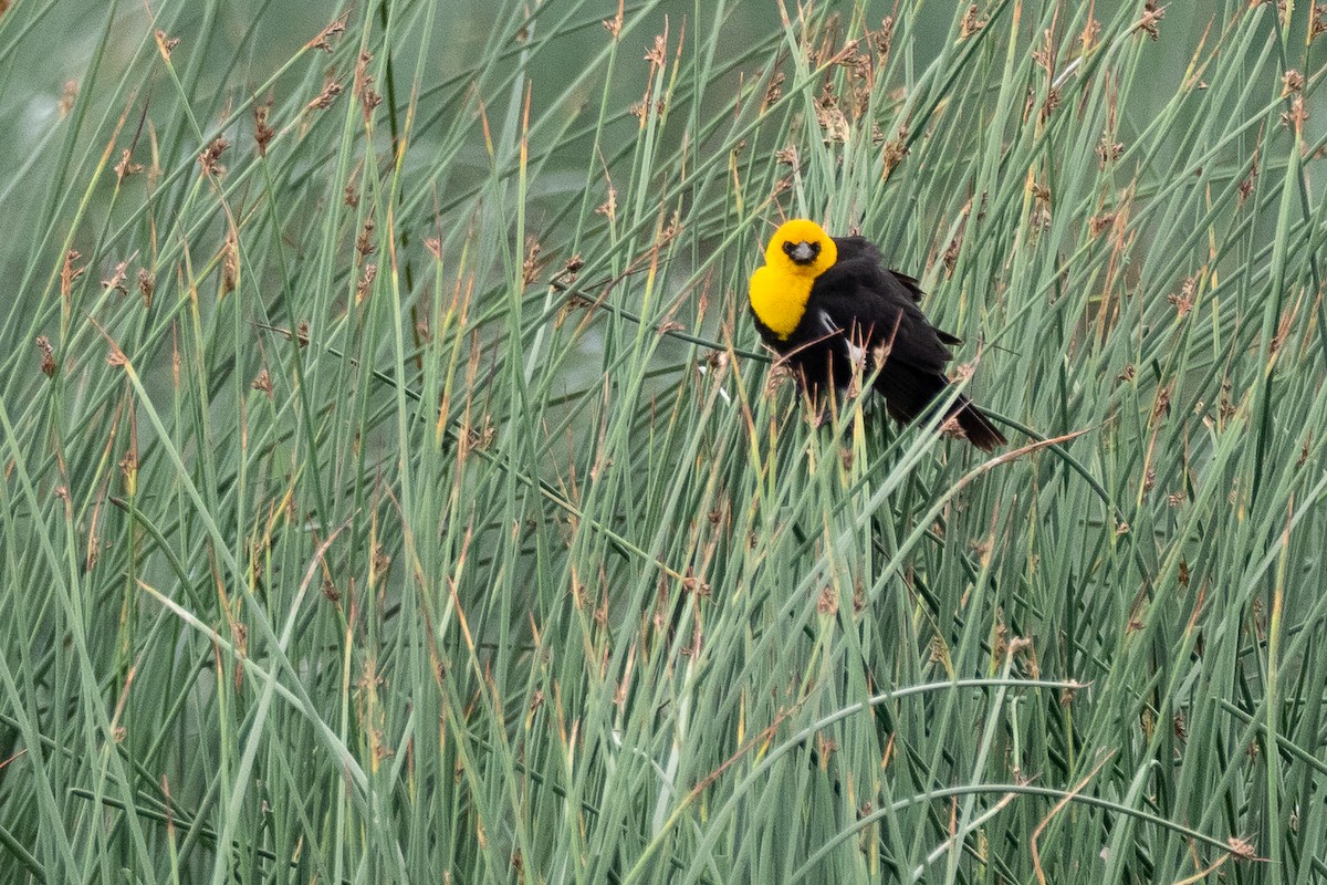 Yellow-headed Blackbird - ML642300008