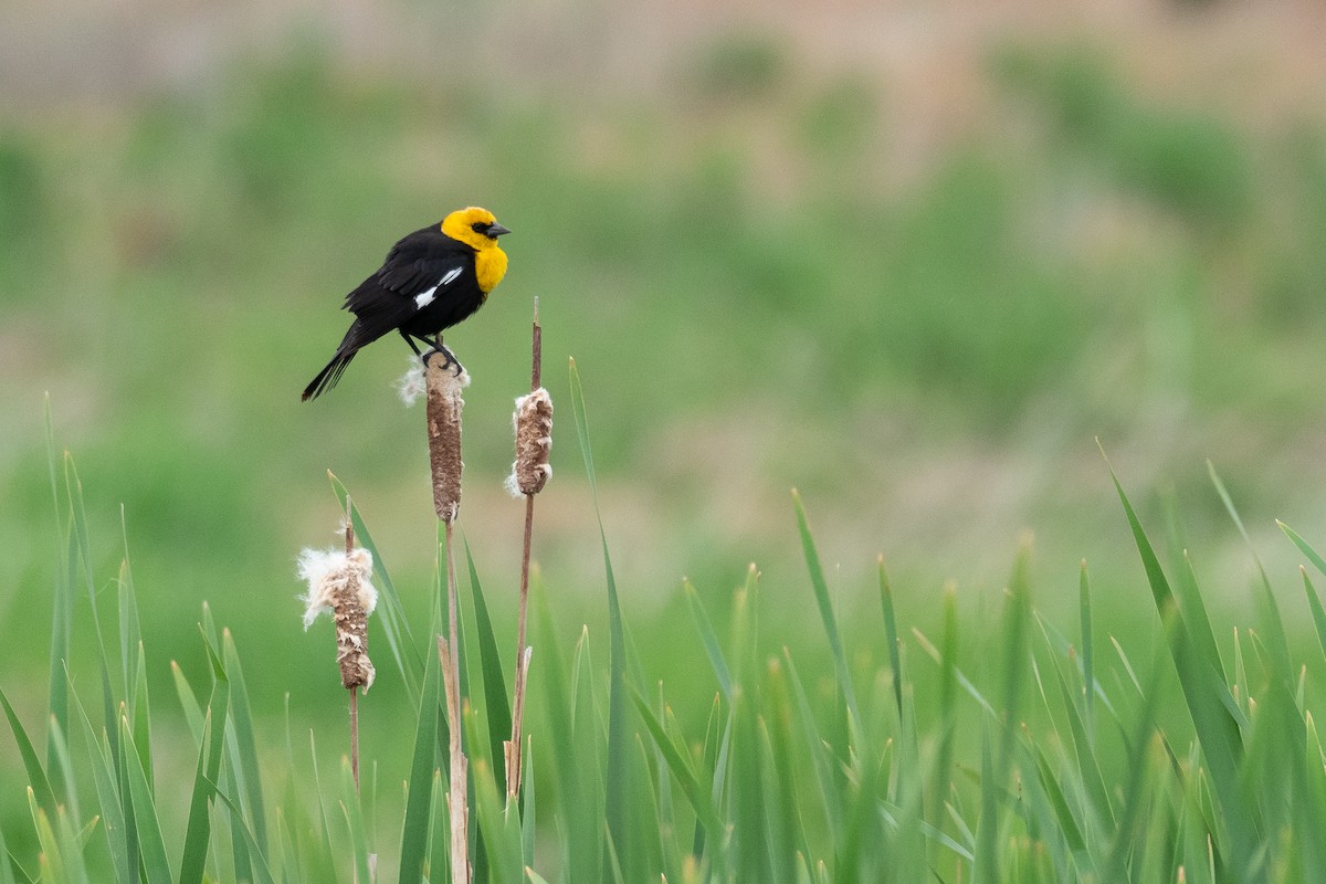 Yellow-headed Blackbird - ML642300009