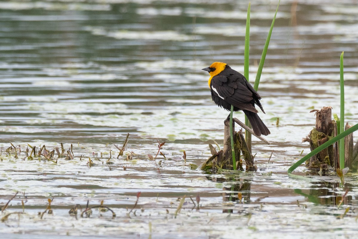 Yellow-headed Blackbird - ML642300010