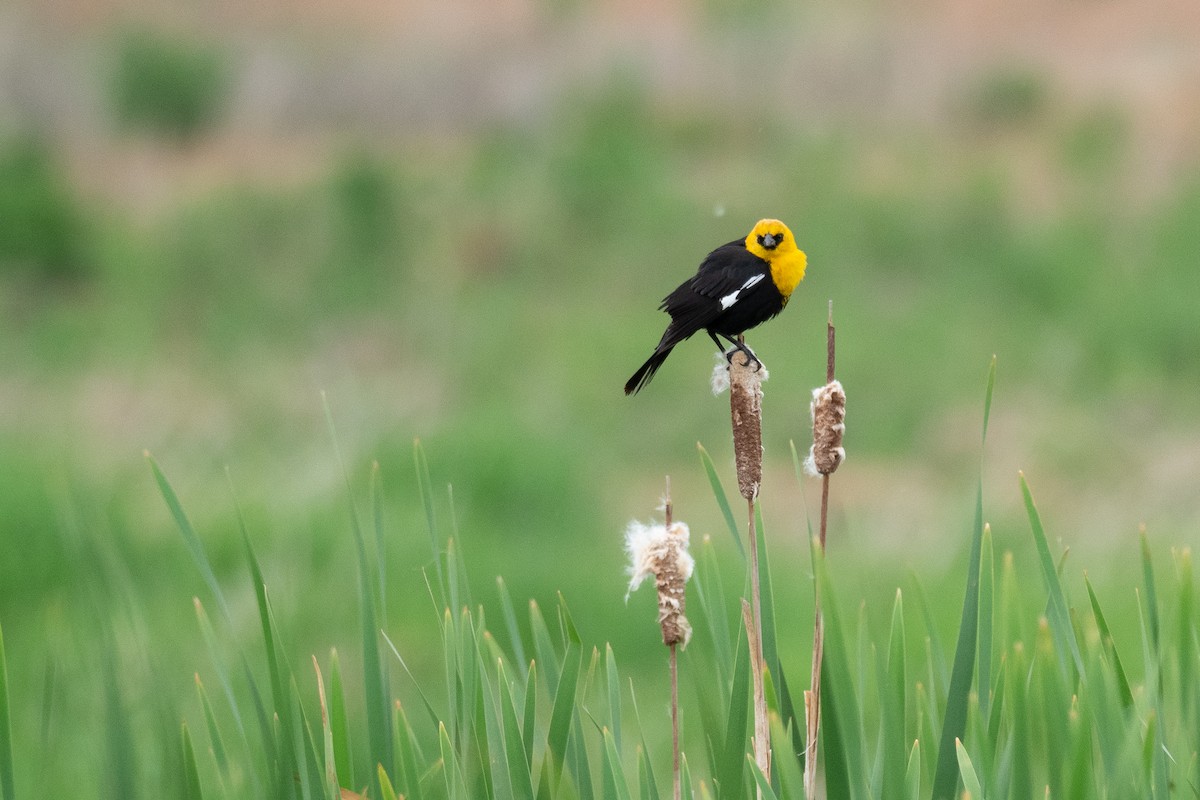 Yellow-headed Blackbird - ML642300011
