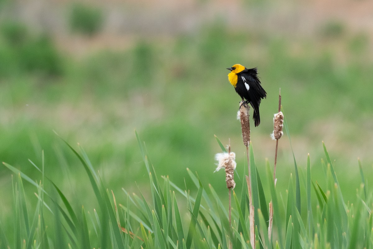 Yellow-headed Blackbird - ML642300012