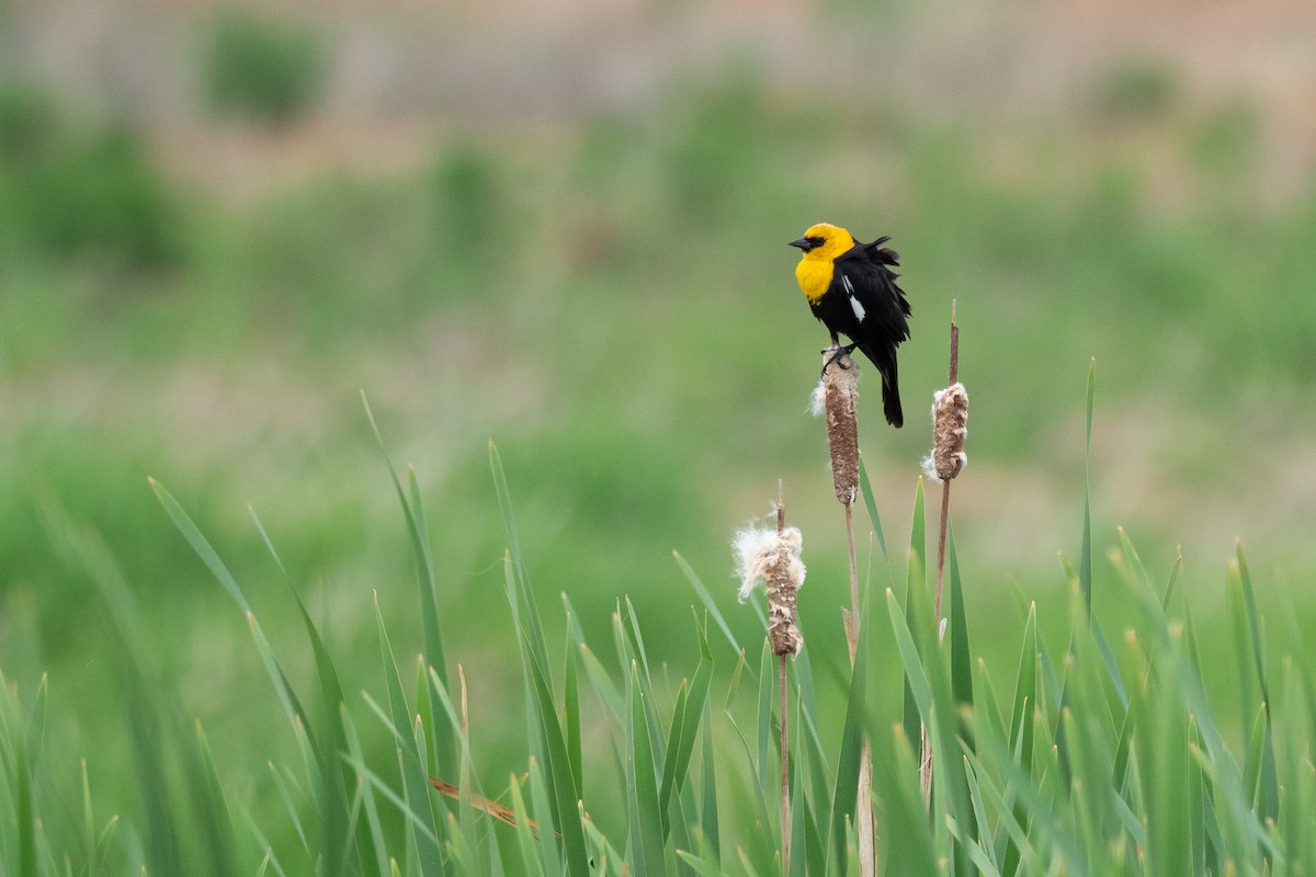 Yellow-headed Blackbird - ML642300013
