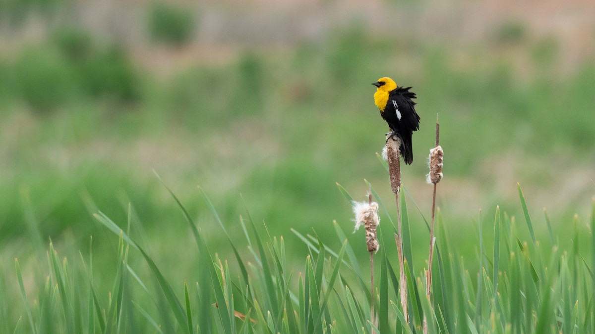 Yellow-headed Blackbird - ML642300015