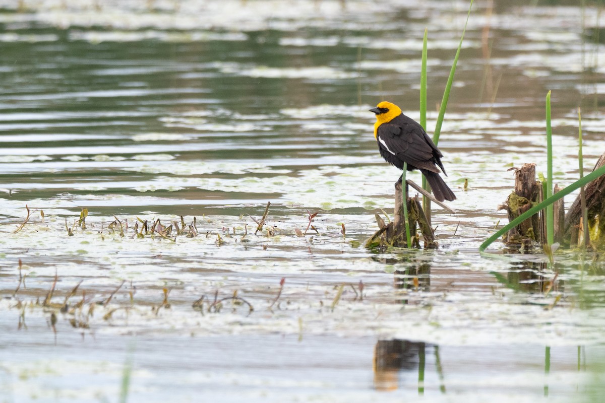 Yellow-headed Blackbird - ML642300016