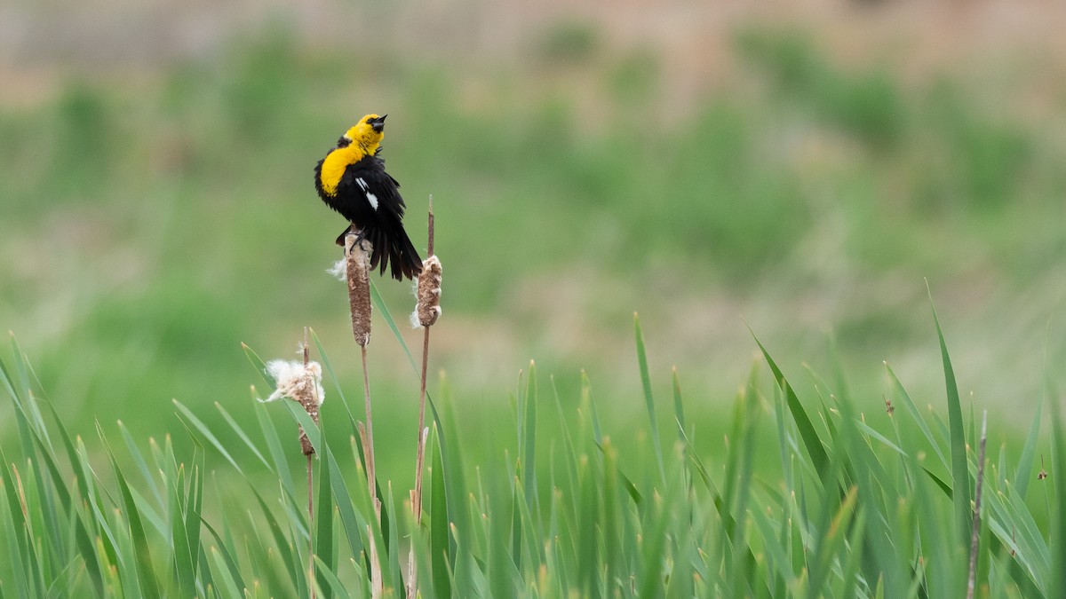 Yellow-headed Blackbird - ML642300018