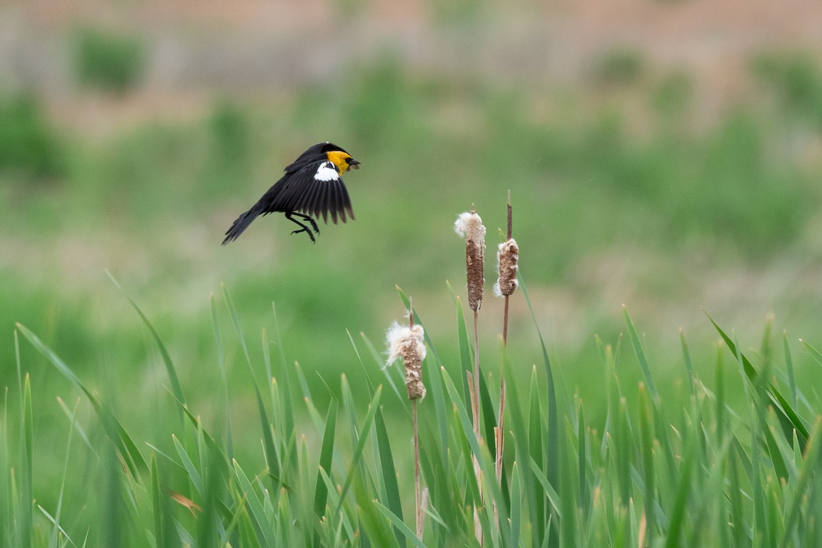 Yellow-headed Blackbird - ML642300019