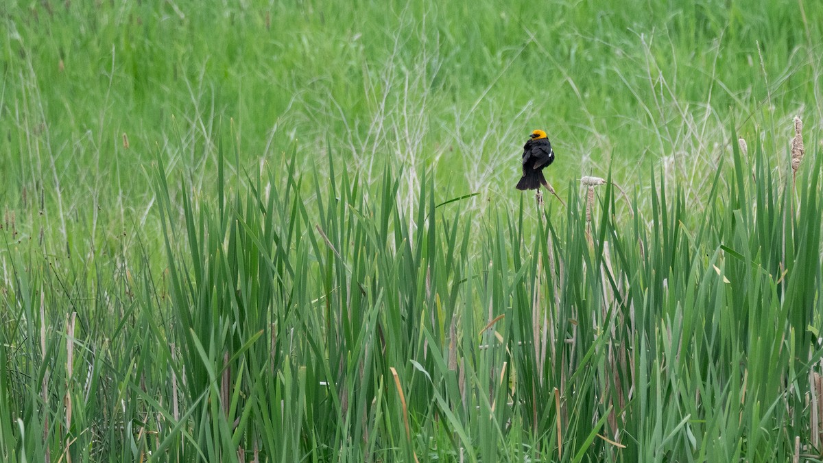 Yellow-headed Blackbird - ML642300020