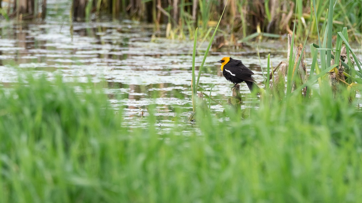 Yellow-headed Blackbird - ML642300021