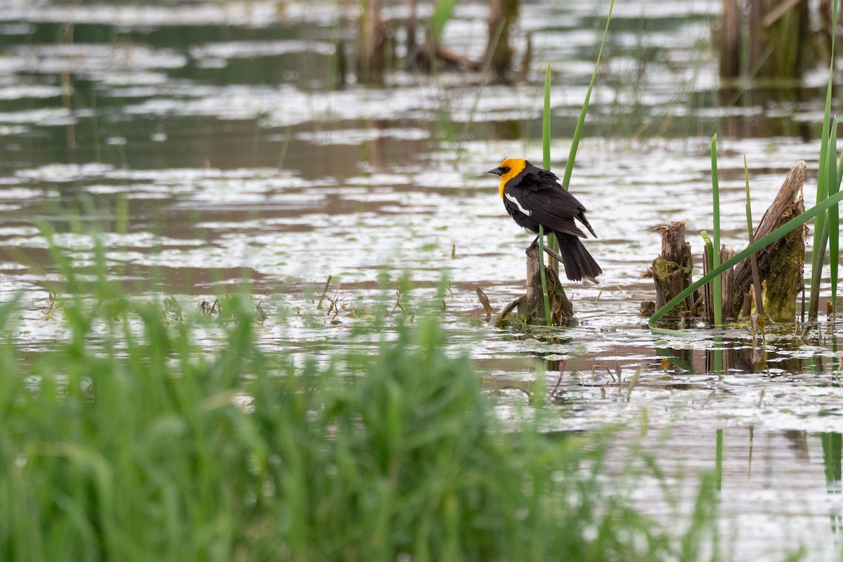 Yellow-headed Blackbird - ML642300022