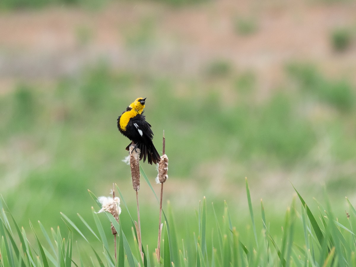 Yellow-headed Blackbird - ML642300030