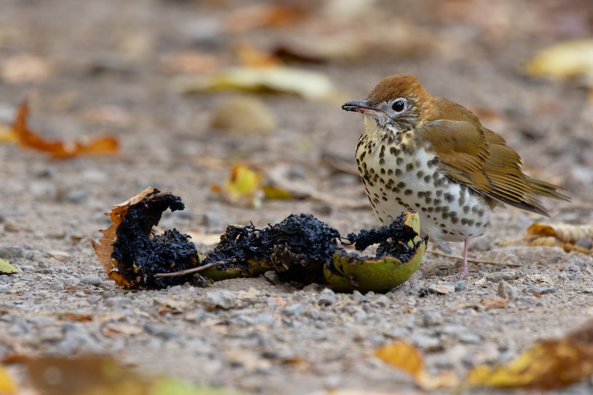 Wood Thrush - ML642300038