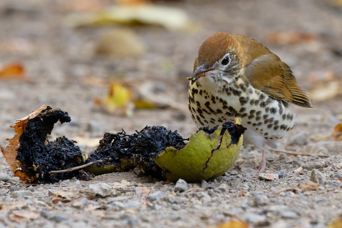 Wood Thrush - ML642300043