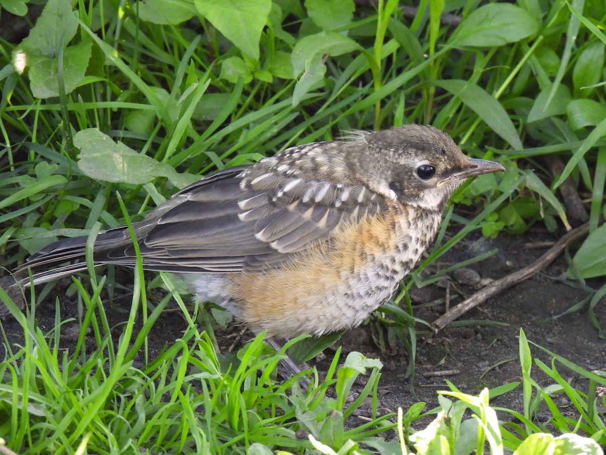 American Robin - ML642300049