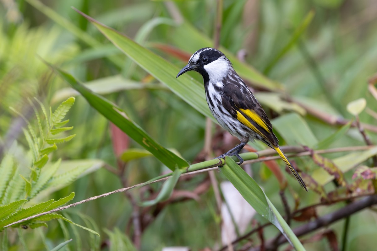 White-cheeked Honeyeater - ML642300052