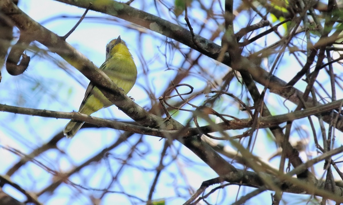 Wing-barred Piprites - ML642300056