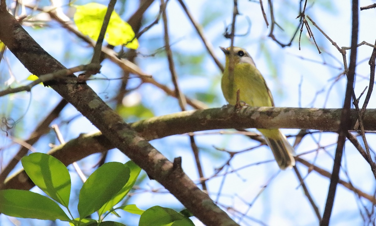 Wing-barred Piprites - ML642300057