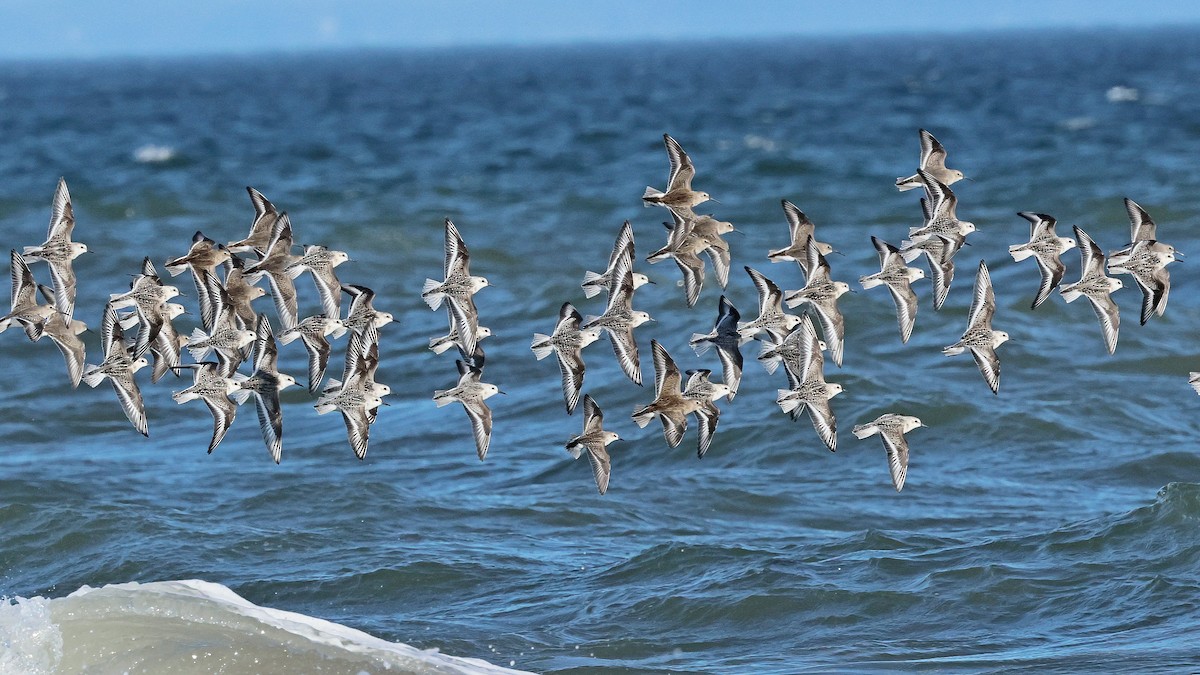 Sanderling - ML642300063