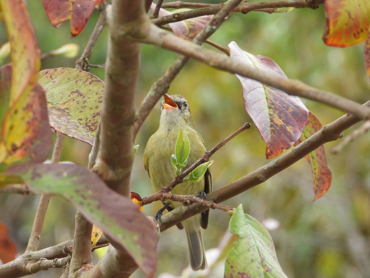 Rough-legged Tyrannulet - ML642300068