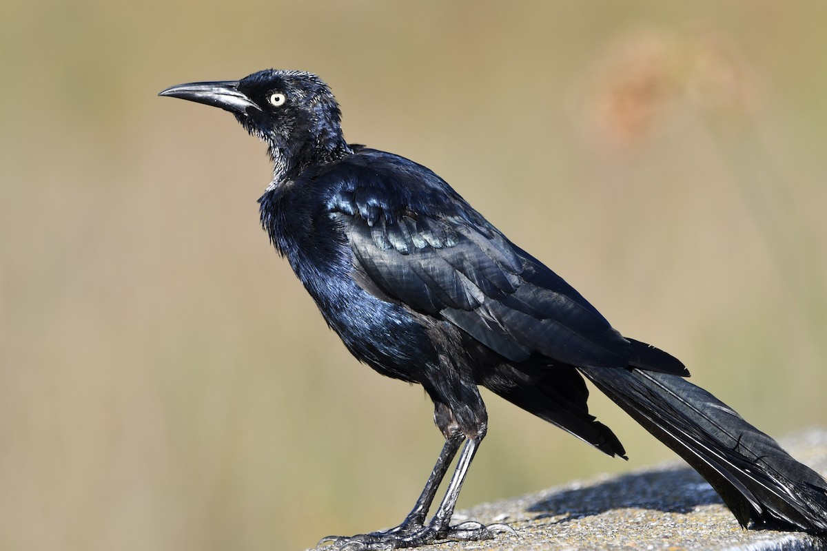 Great-tailed Grackle - ML642300069