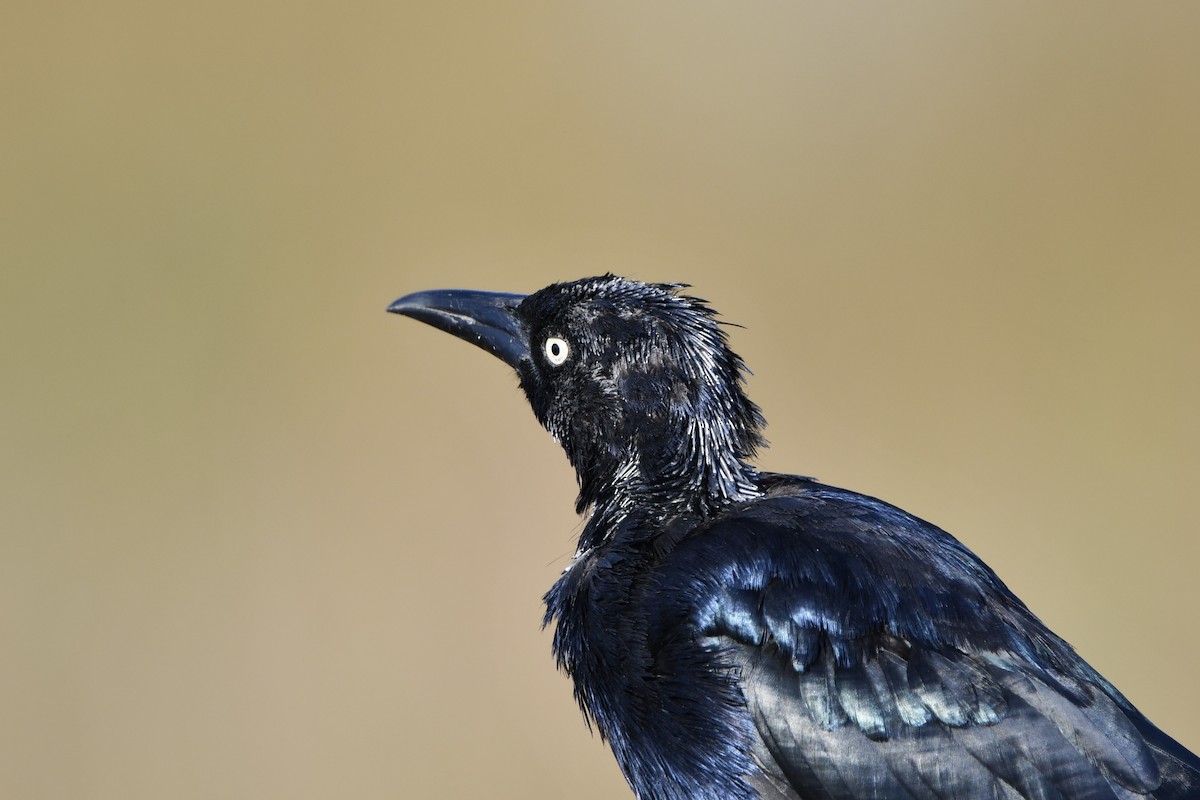 Great-tailed Grackle - ML642300070