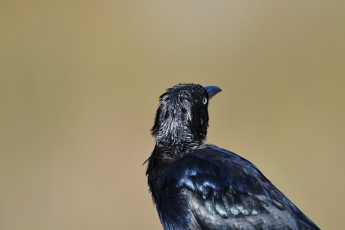 Great-tailed Grackle - ML642300071