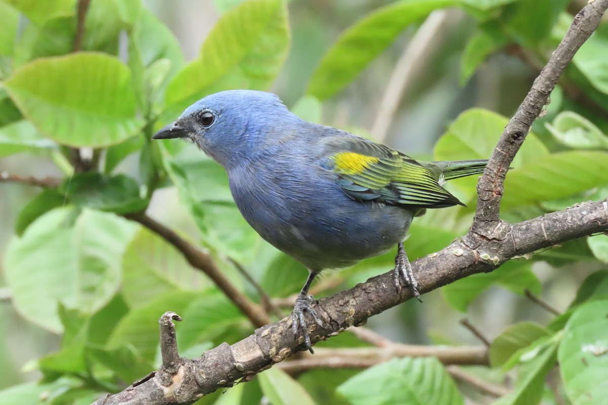 Golden-chevroned Tanager - ML642300072