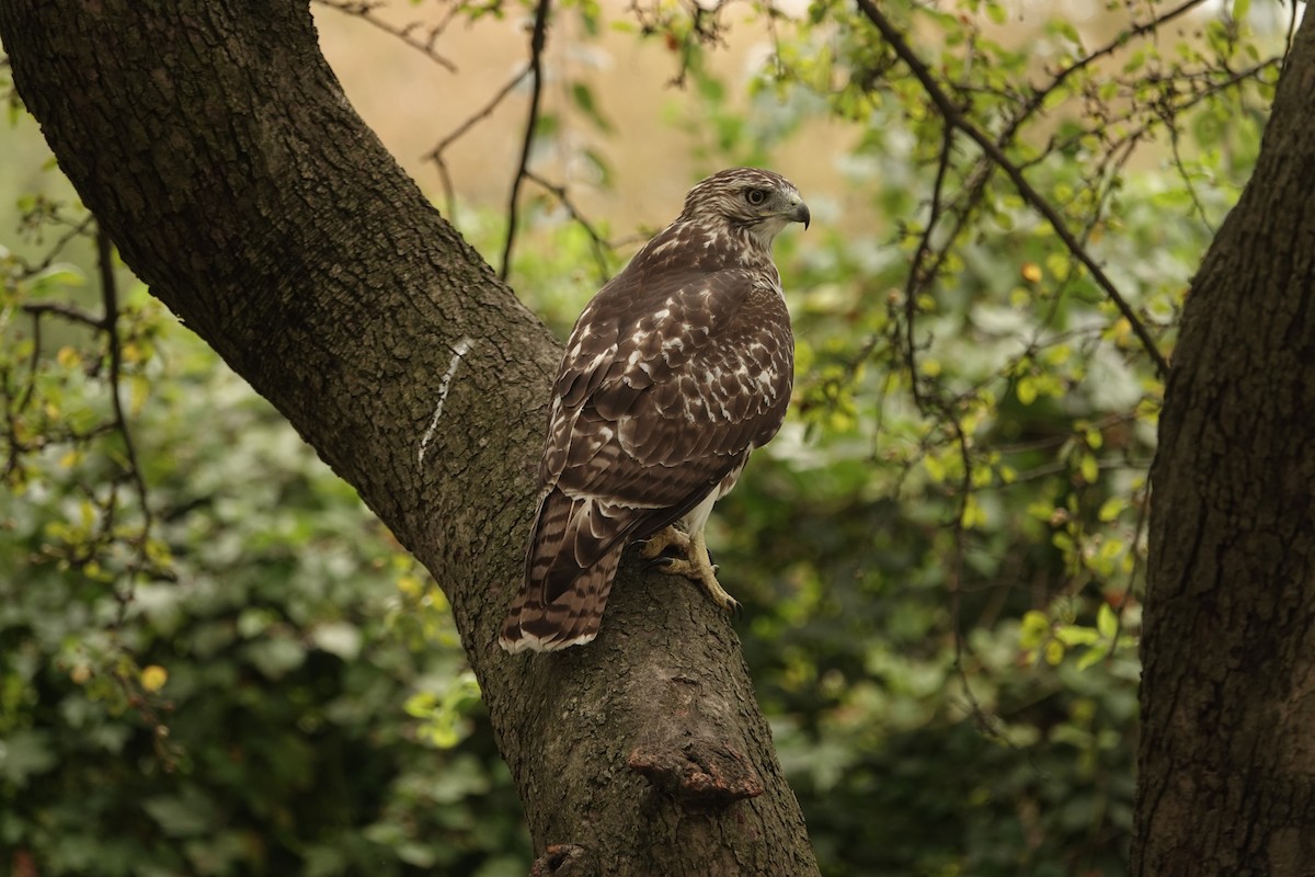 Red-tailed Hawk - ML642300073