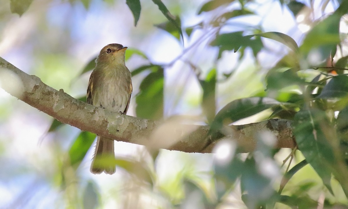Euler's Flycatcher - ML642300074