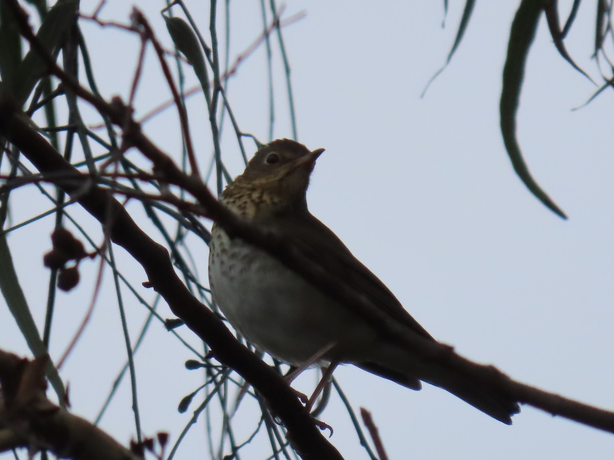 Swainson's Thrush - ML642300081