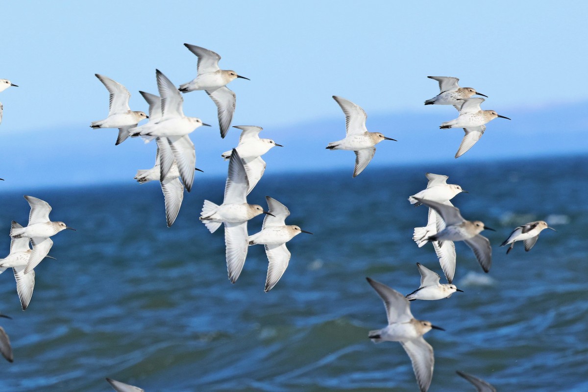Dunlin - ML642300082