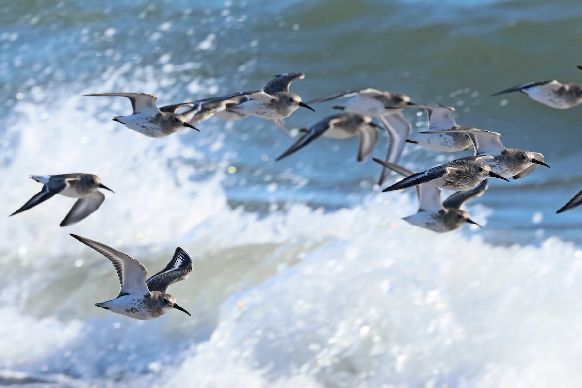 Dunlin - ML642300083