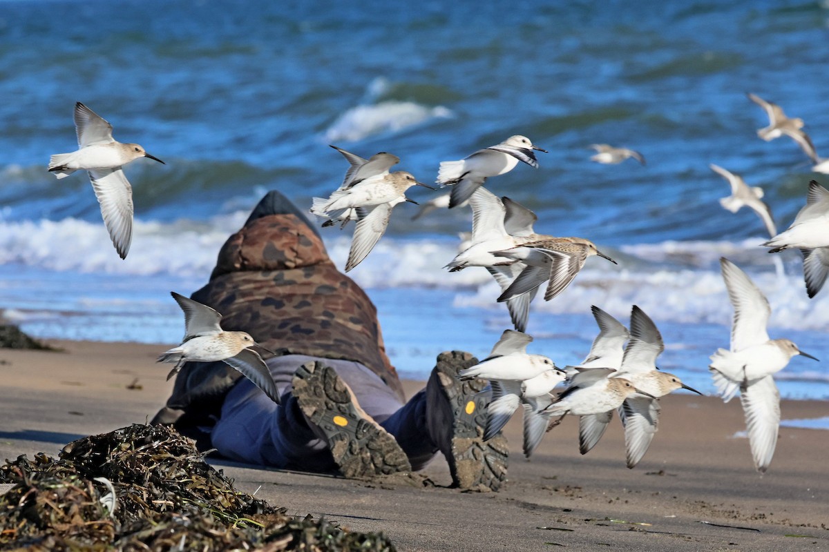 Dunlin - ML642300084